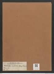 Navicula nobilis (Ehr.) Kuetz. (de-Toni-Nr.: Genus 1, Species 1) Zeichnungen Sammlung Grunow Mappe 00001 (Herbarium_W_Grunow_drawings_Folder_00001)